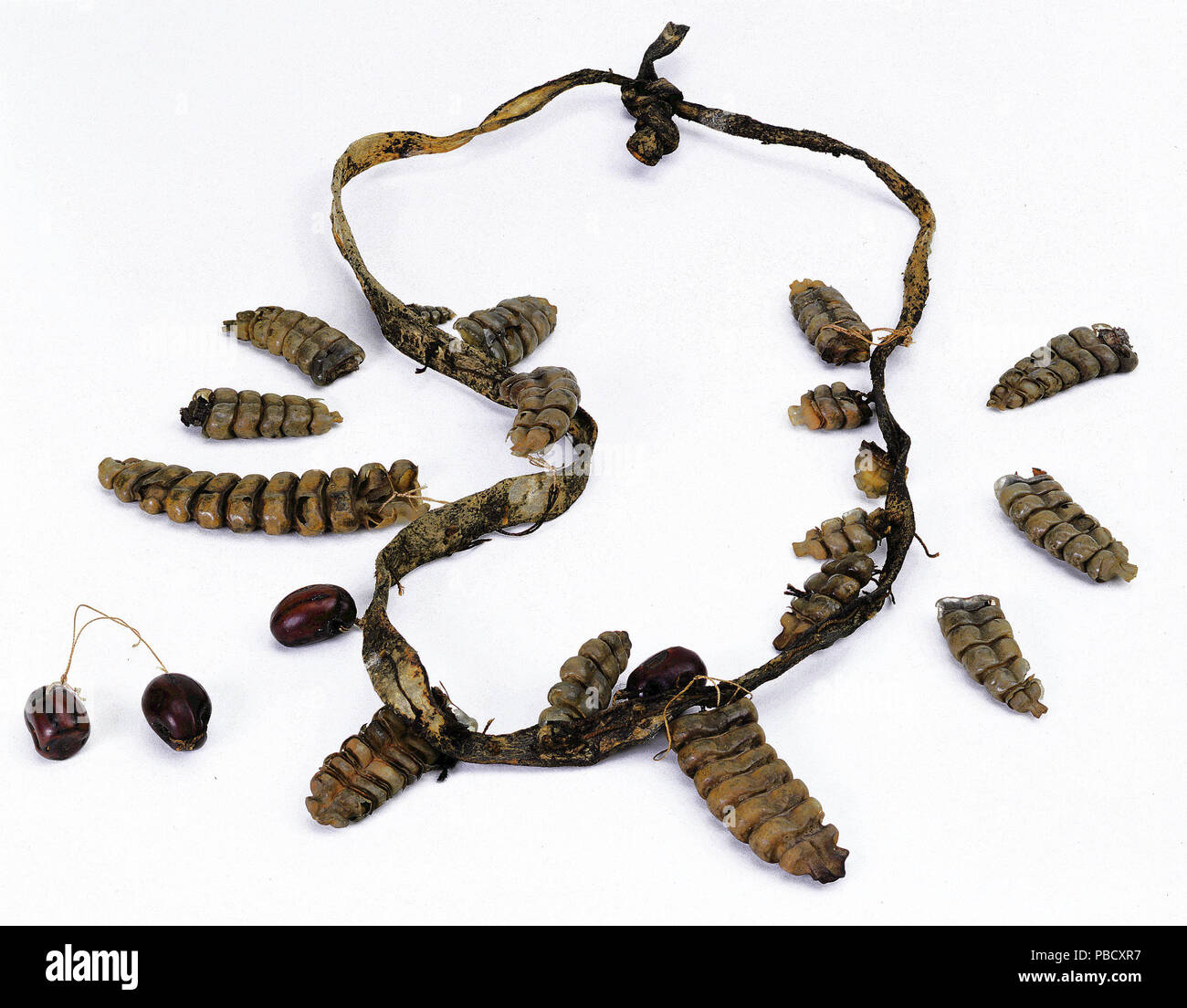 1246 Rattlesnake rattle e collana di semi Foto Stock