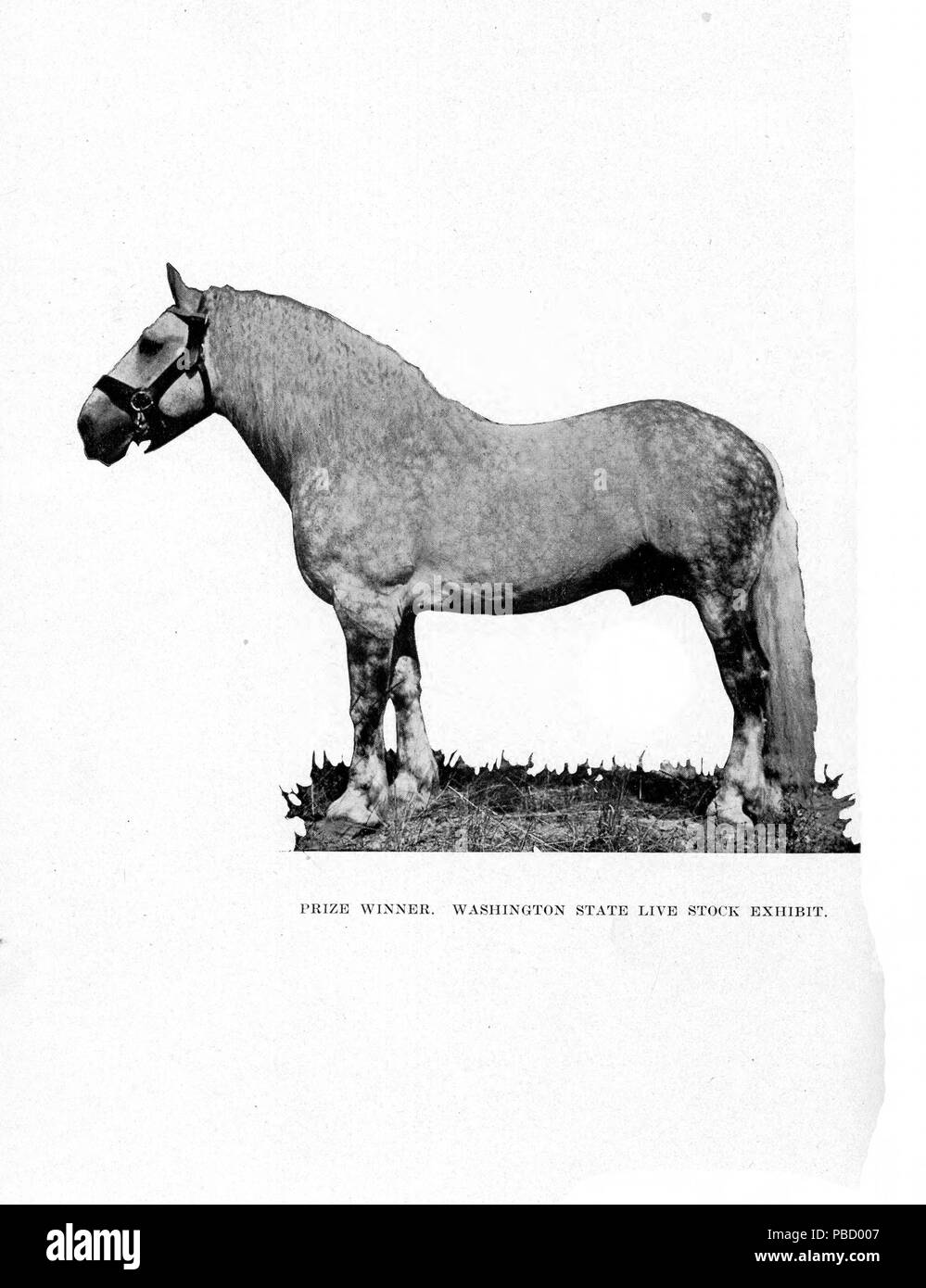 1253 Relazione della Alaska-Yukon-Pacific Exposition Commissione dello stato di Washington - Pagina 102 Foto Stock
