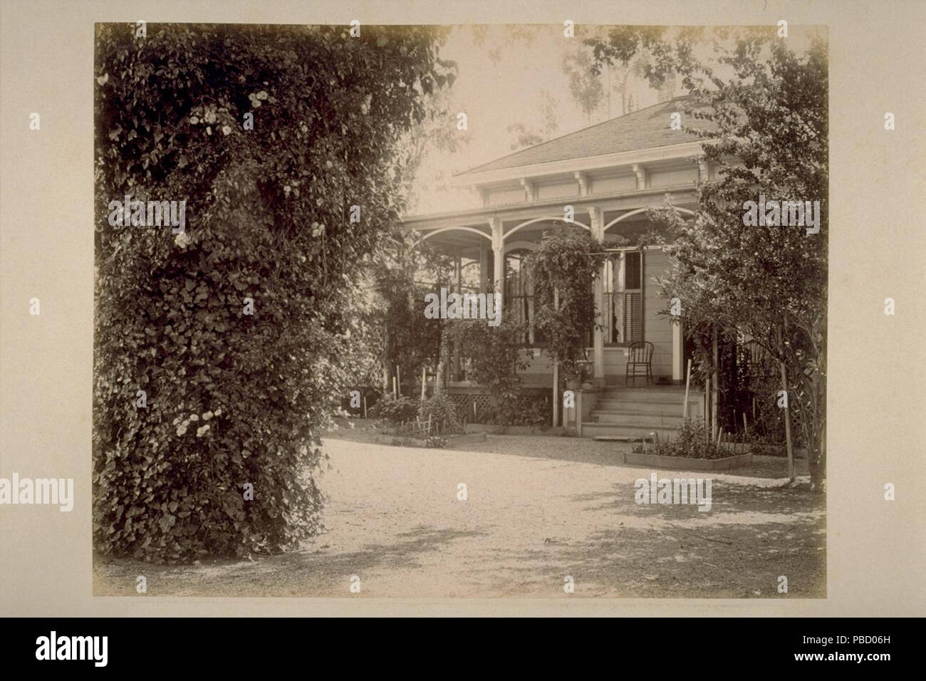 1255 residenza di C. F. Leiding, Sonoma Valley, mostrando Ivy-Covered Oak Foto Stock