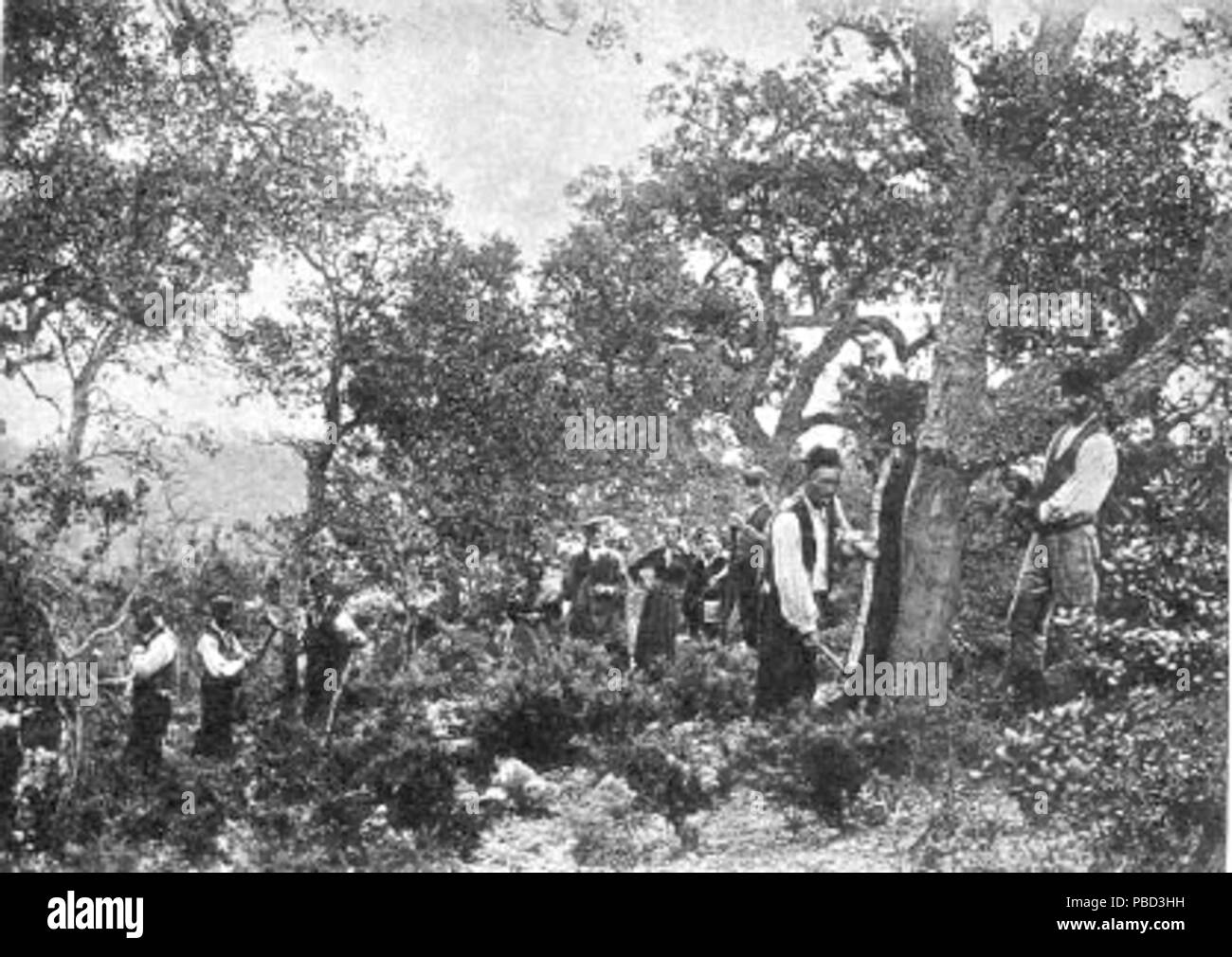 1282 Saca de corcho 1895 Foto Stock