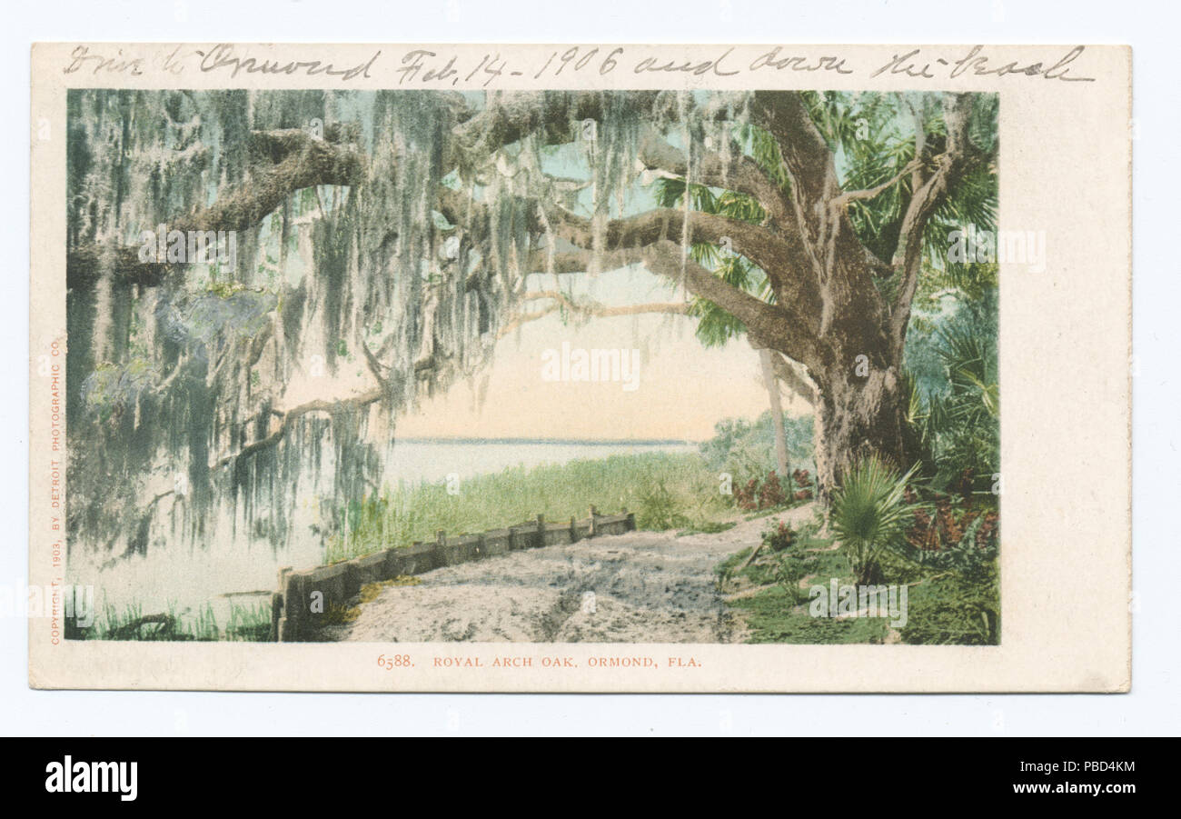 1274 Arco Reale Quercia Ormond, Fla (NYPL b12647398-62863) Foto Stock