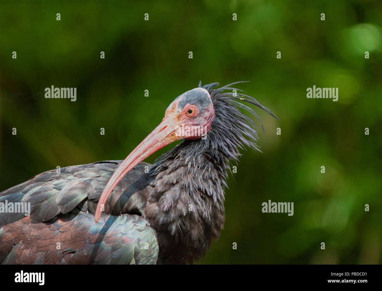 Adulto Nord Ibis calvo,(Geronticus eremita) noto anche come eremita Ibis o Waldrapp Foto Stock