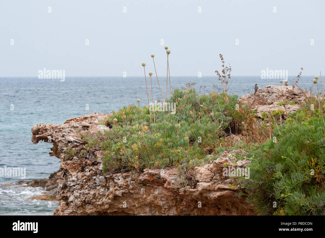 Ibiza Rocks costiere con arbusti Rock Samphire e Allium, e femmina Passero Solitario, Ibiza, Isole Baleari, Mare mediterraneo, Spagna Foto Stock