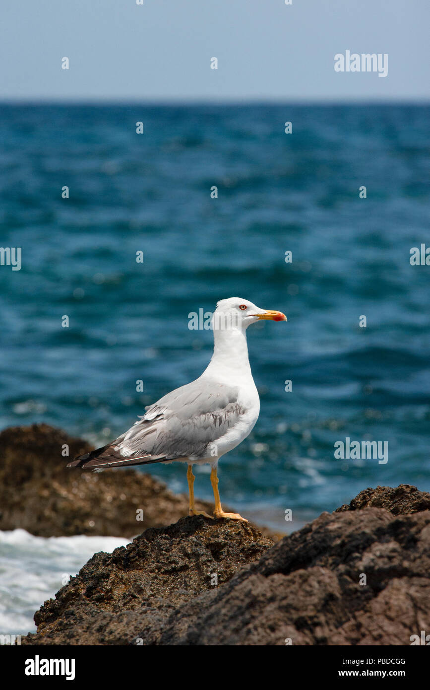 Adulto Gabbiano Yellow-Legged,(Larus cachinnans michahellis), noto anche come giallo gabbiano occidentale, estate, Ibiza, Isole Baleari, Mare Mediterraneo,Spagna Foto Stock
