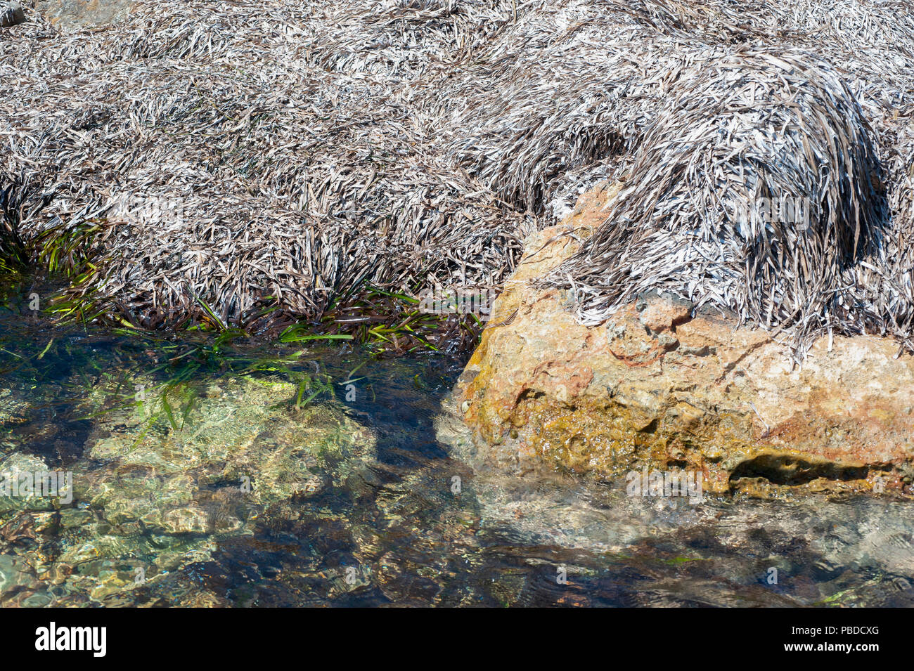 Mediterraneo Nettuno erba,(la Posidonia oceanica),noto anche come Mediterranean Tapeweed, lavato fino sulla costa dell'isola di Ibiza, Isole Baleari, Spagna Foto Stock