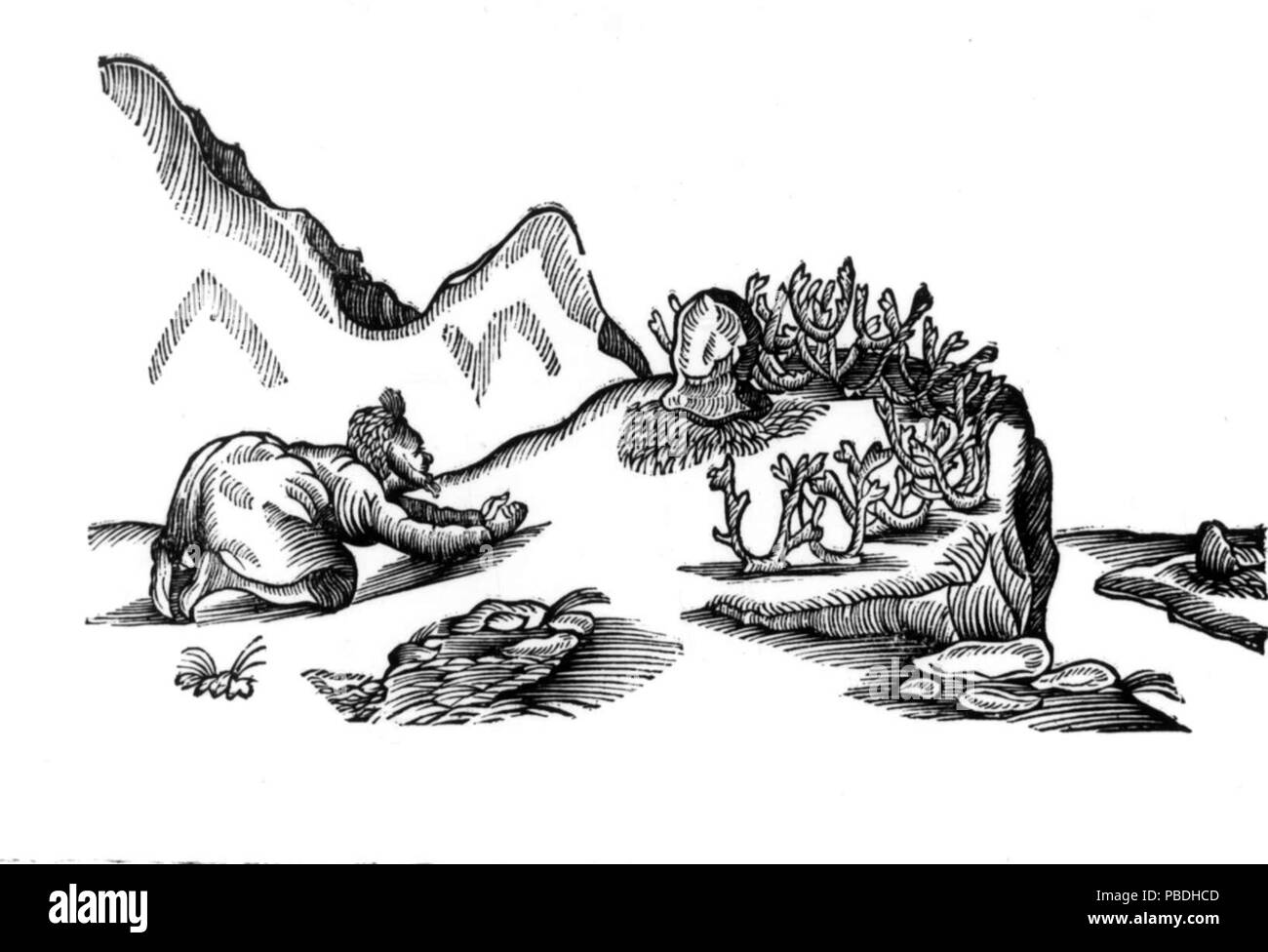 1294 Schefferus Opfer Seidi Foto Stock