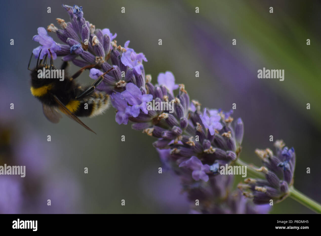 Ape impollinando Una pianta di lavanda, Yorkshire, Inghilterra Foto Stock