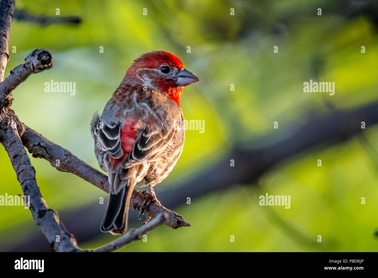 Casa maschio Finch - LA FAUNA SELVATICA Foto Stock