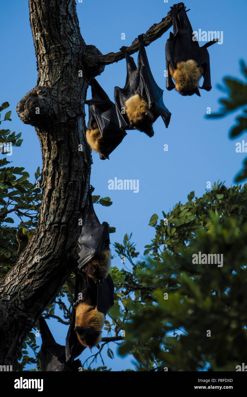 Indian flying fox (Pteropus giganteus) appesi da albero in Tissamaharama, Sri Lanka Foto Stock