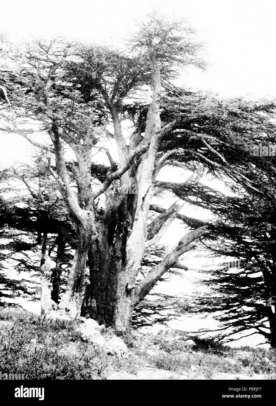 1544 SL 1914 D229 più vecchio cedro del libano noto come The Guardian Foto Stock