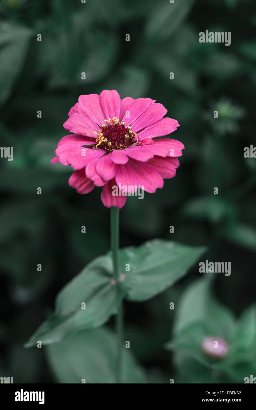 Giardino zinnia fiore colore rosa di close-up. Foto Stock