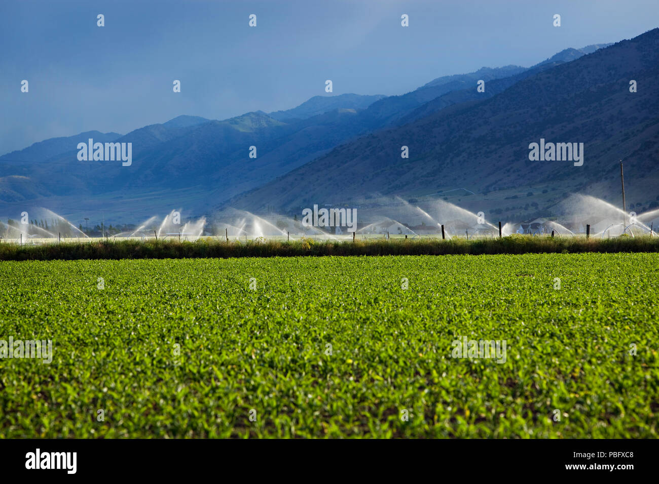 Agricoltura I sistemi di irrigazione nelle Montagne Rocciose dello Utah. Foto Stock