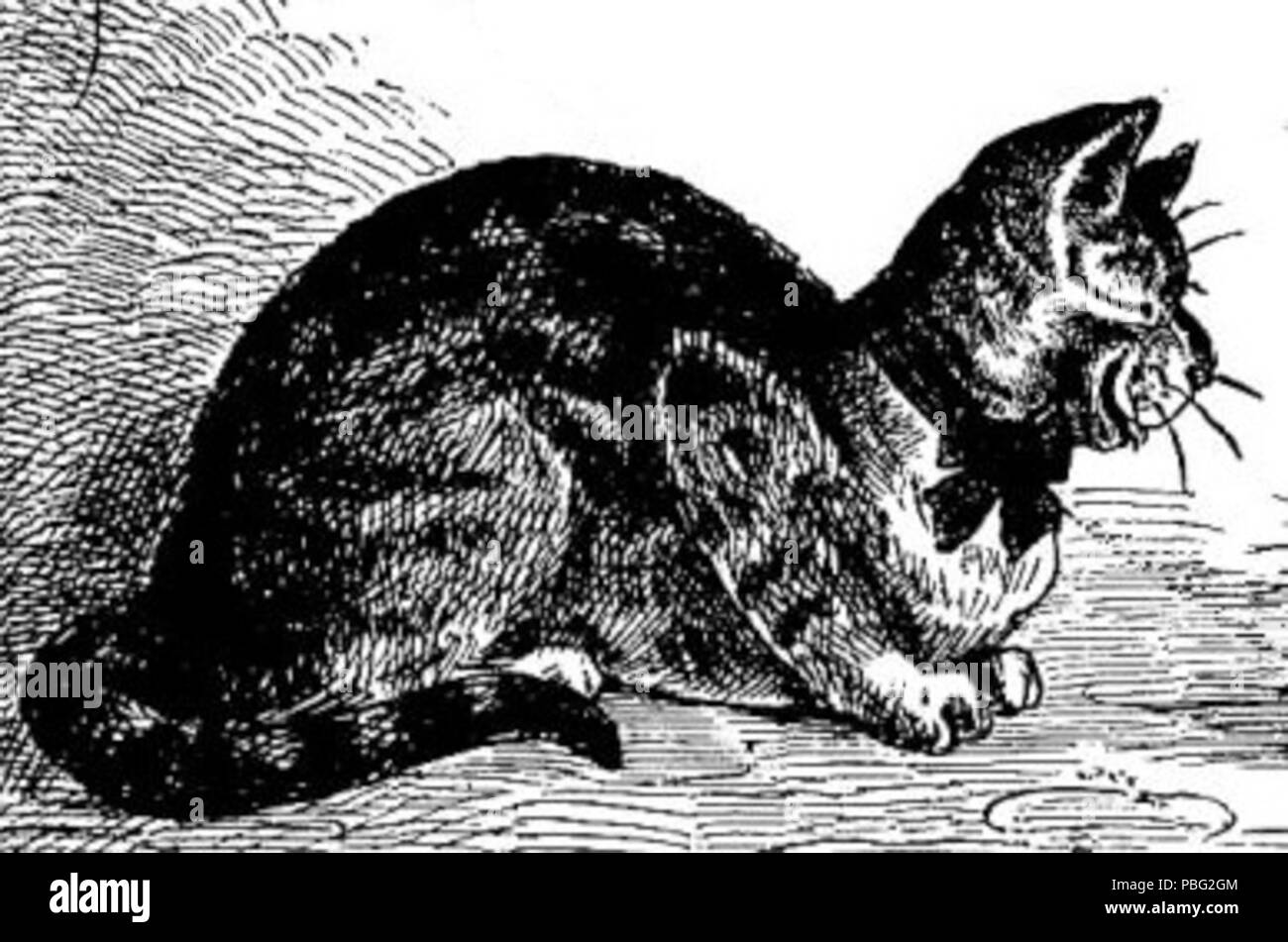 1546 sorridente Cat Foto Stock