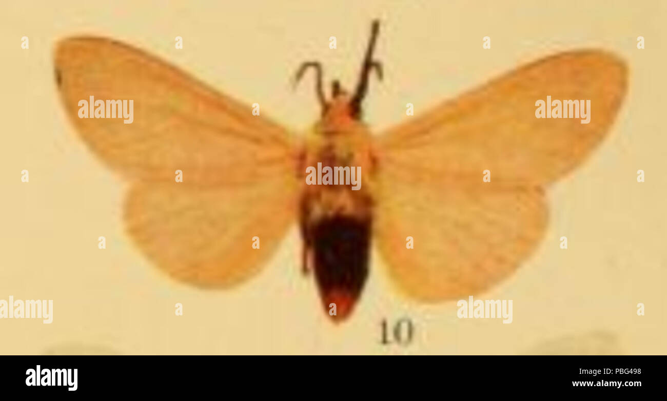 1559 Spilosoma nigrocincta Foto Stock