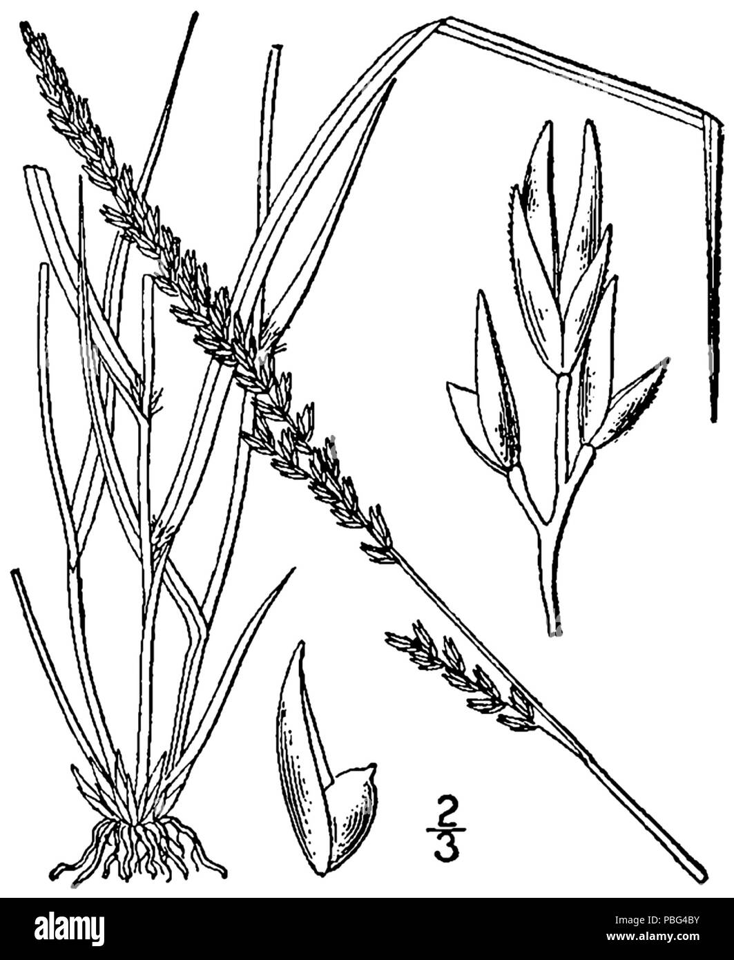 1560 Sporobolus compositus var compositus BB-1913 Foto Stock