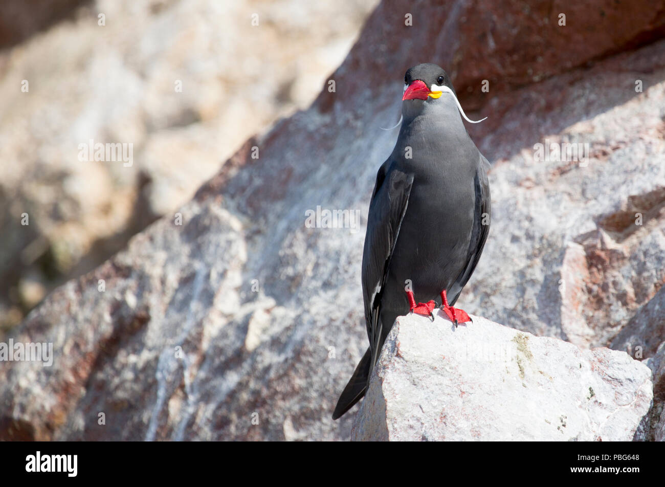 Inca Tern, Paracas Isole Ballestas, Perù Foto Stock