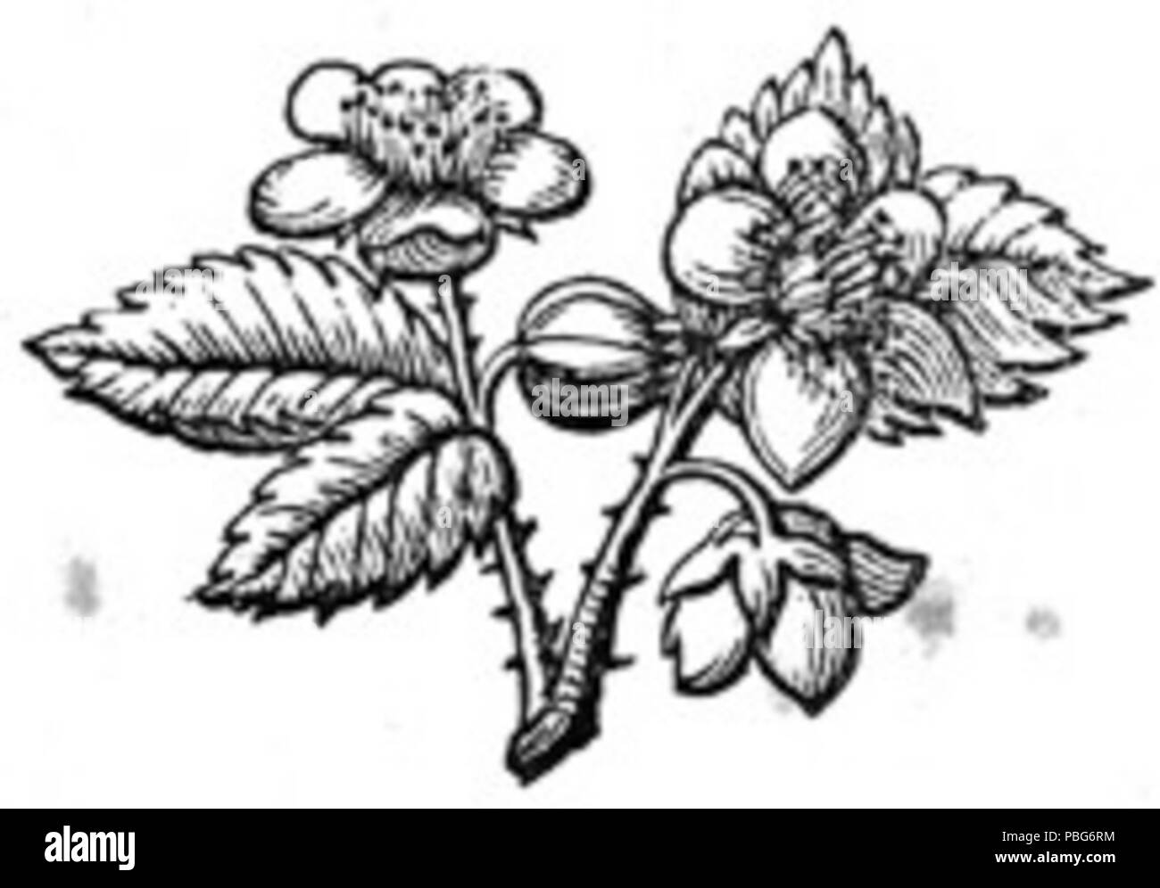 1578 fiori di fragola Foto Stock