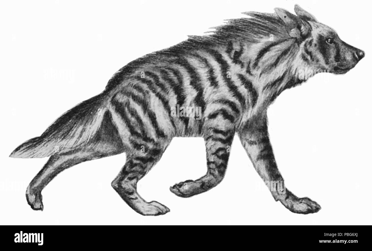 1579 Striped iena mammalia sfondo bianco Foto Stock