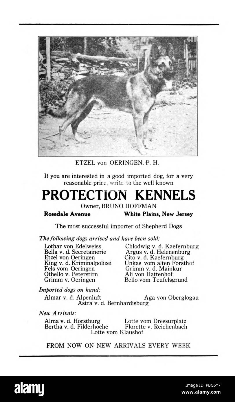 1579 Strongheart-1920-Protection-Kennels-AD Foto Stock
