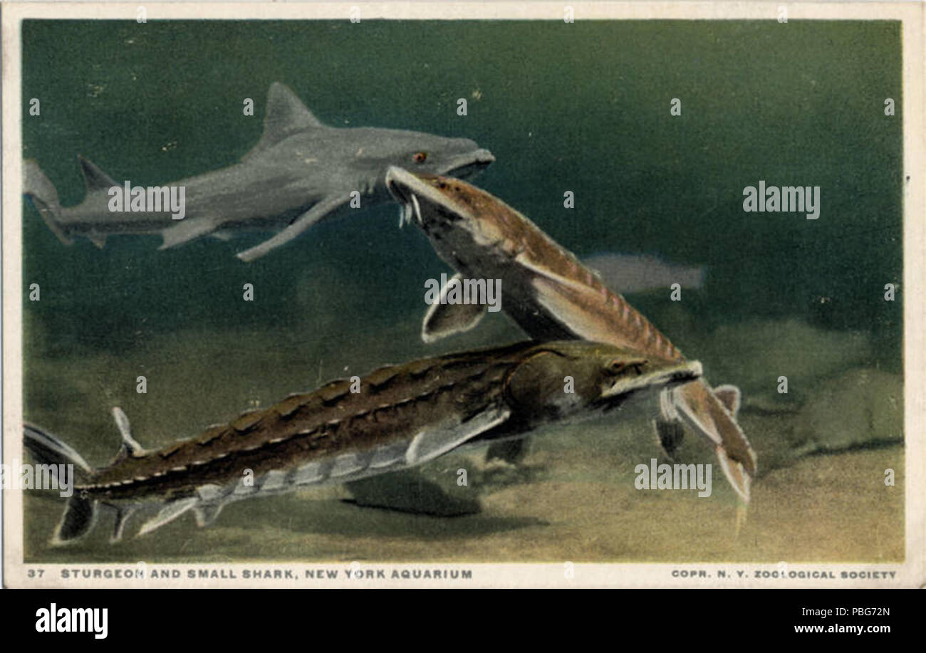 1581 storione e piccolo squalo, New York Aquarium, Corp NY Zoological Society (BNI 21514) Foto Stock
