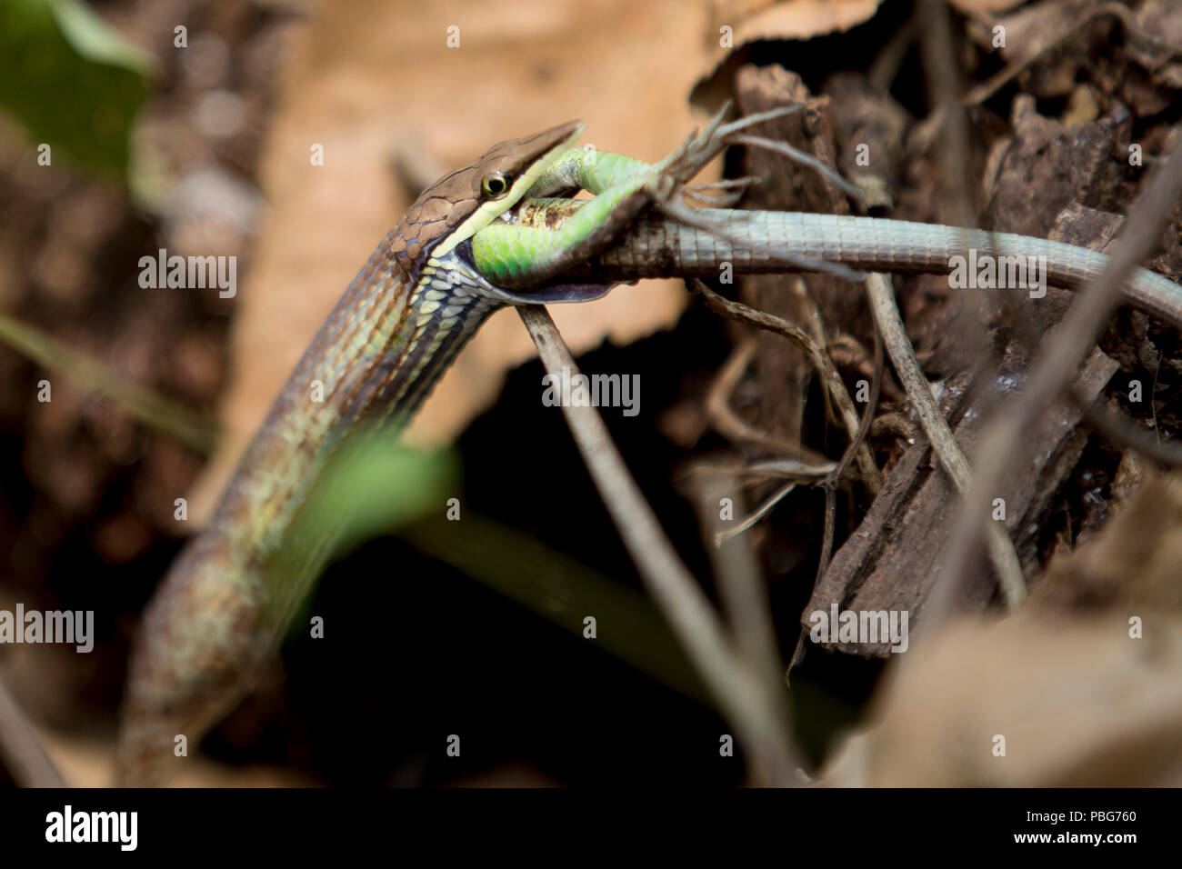 Serpente Mangiare una lucertola, Santa Marta, Colombia Foto Stock