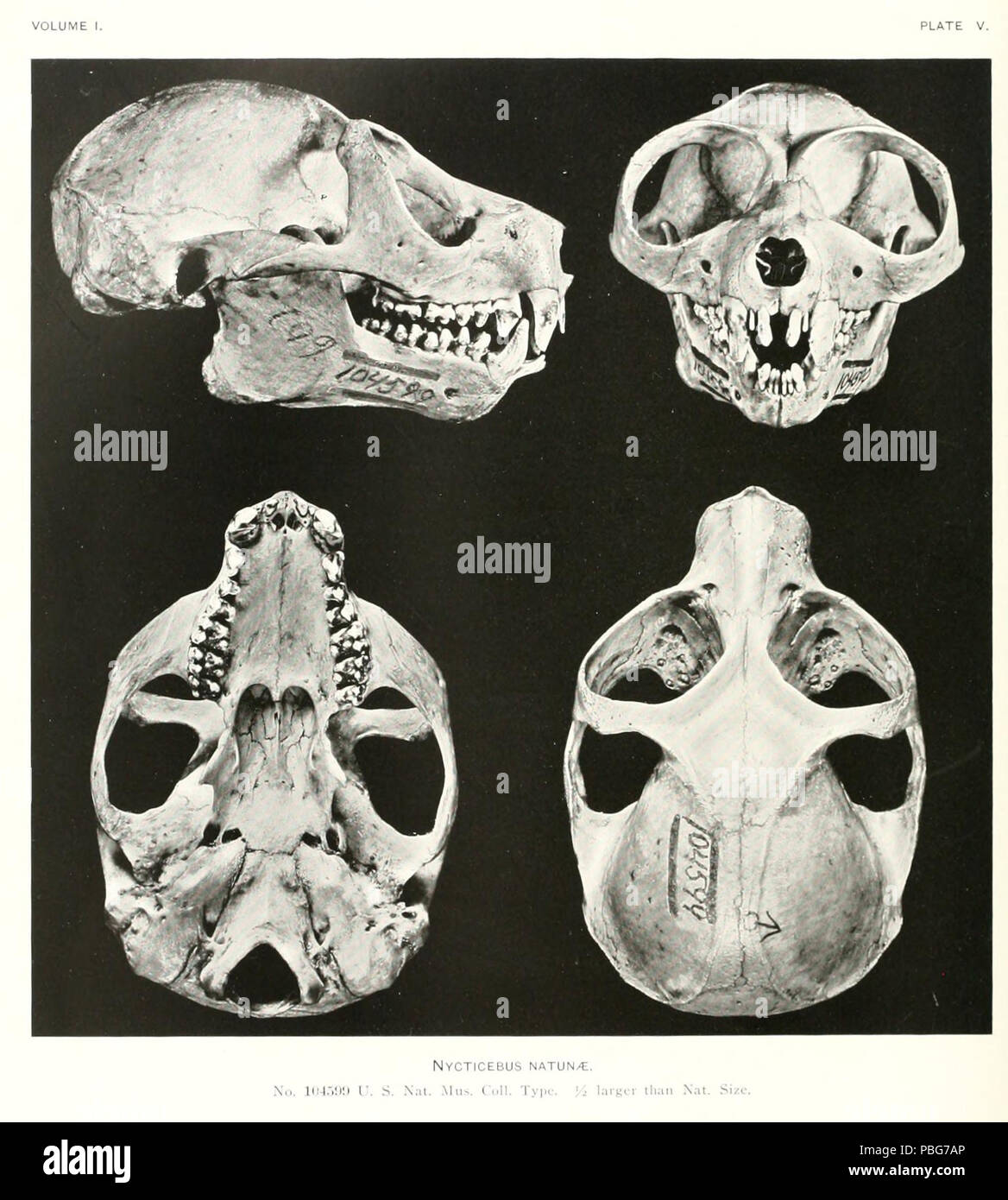 1584 Sunda Slow Loris (Nycticebus coucang) cranio Foto Stock