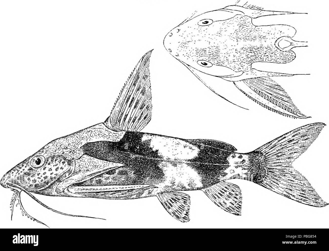 1592 Synodontis batesii Foto Stock