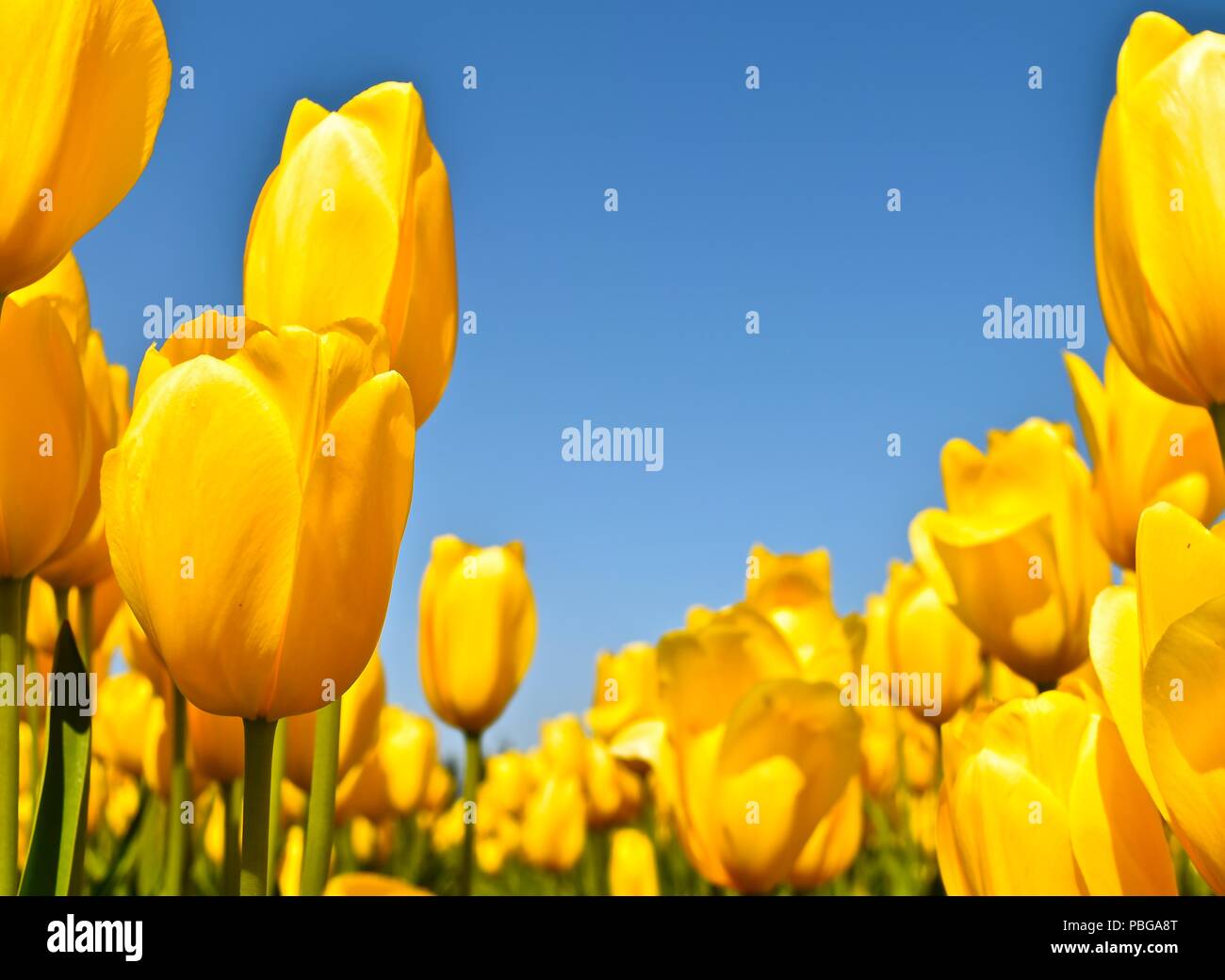 Celebrazione annuale di primavera al Tulip Farm in Tulip Town, Washington. Questi vivacemente colorato grandi vistose fioriture originato dall'Asia centrale. Foto Stock