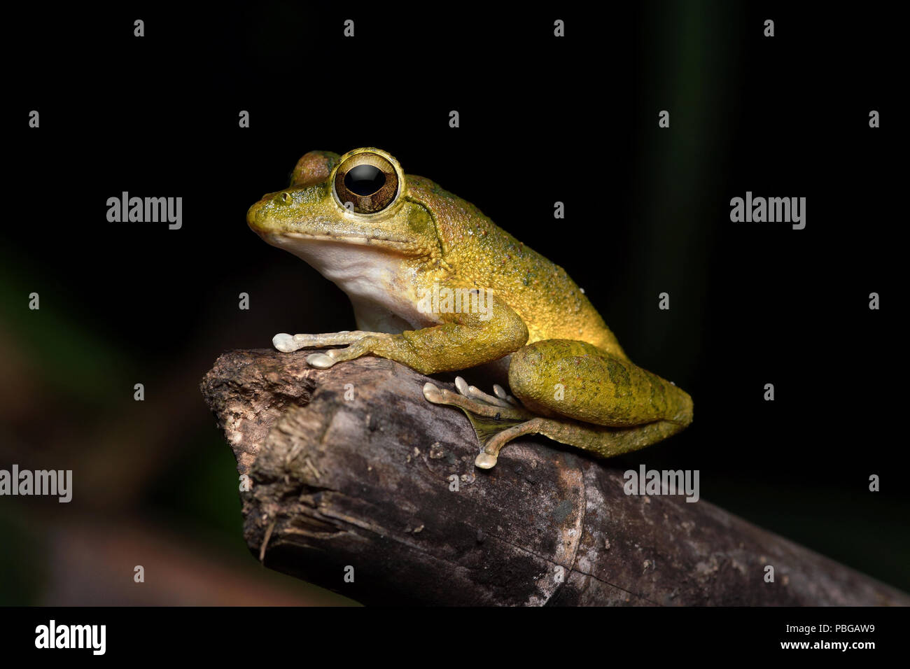 Robusto Rana Kajika Buergeria robusta Foto Stock