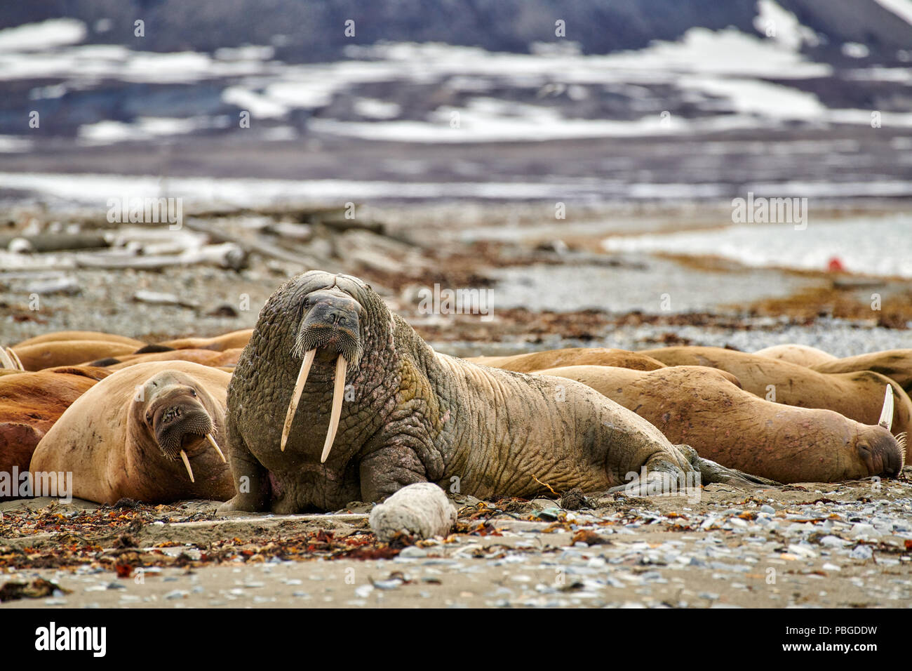 Tricheco, Odobenus rosmarus, Poolepynten, Svalbard o Spitsbergen, Europa Foto Stock