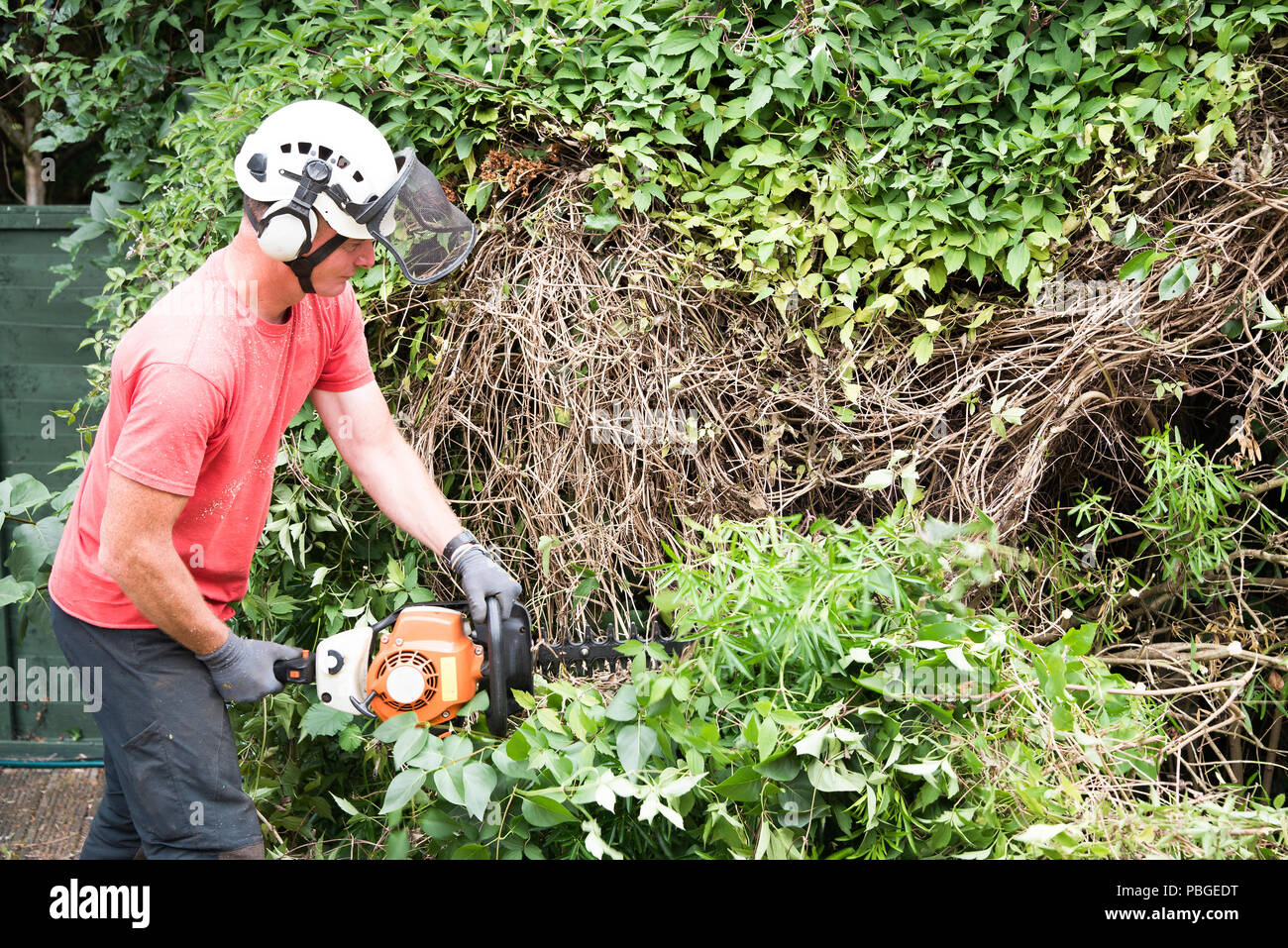 Un lavoratore giardino utilizzando una potenza tagliasiepi di tagliare una grande bussola sovradimensionate. Foto Stock