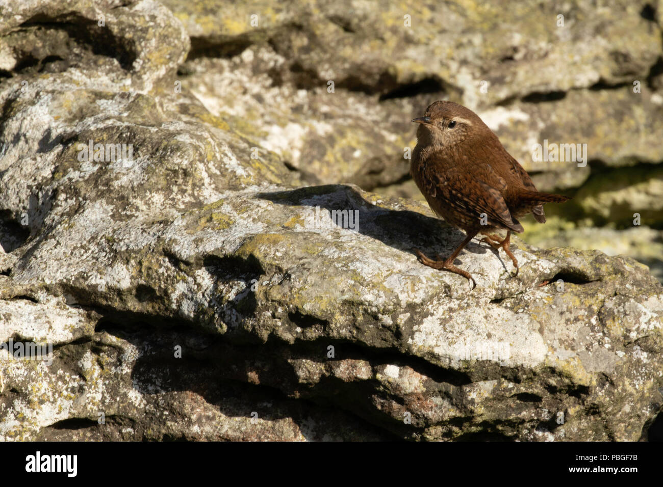 Losca Wren si trovava su una roccia. Foto Stock