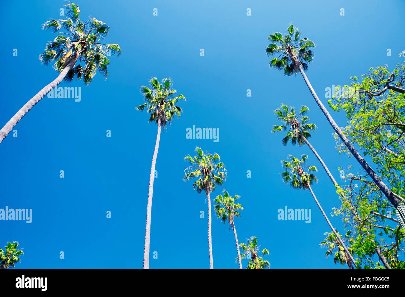 Un boschetto di palme in Will Rogers Memorial Park in Beverly Hills California in una giornata di sole. Foto Stock