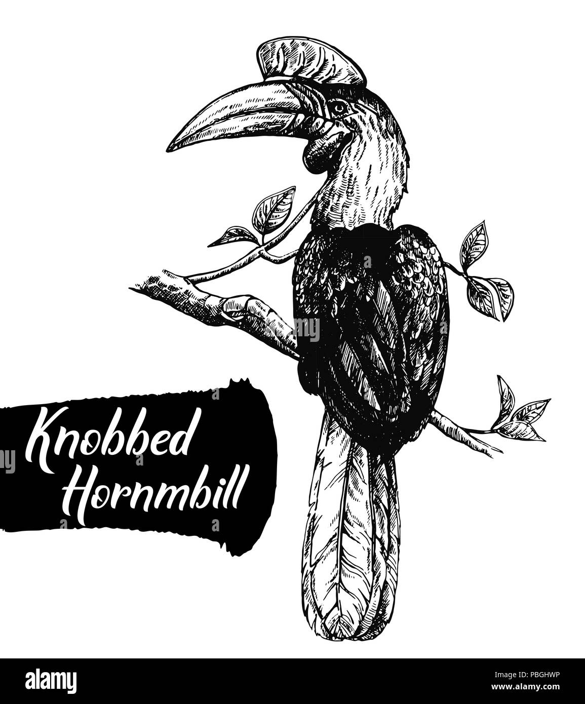 Disegnato a mano stile sketch pomello hornbill isolati su sfondo bianco. Illustrazione Vettoriale. Illustrazione Vettoriale