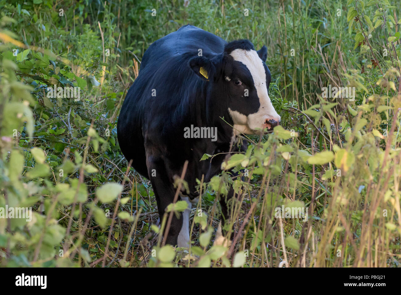 Bianco e nero facce di vacca la telecamera attraverso piante verdi, con giallo di marchi auricolari e nero vola sulla sua faccia Foto Stock