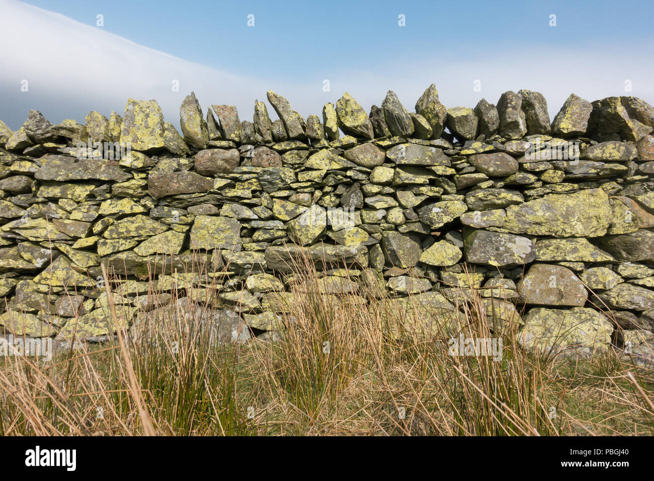 Asciugare la parete in pietra ricoperta con il lichen nel distretto del lago, England, Regno Unito Foto Stock