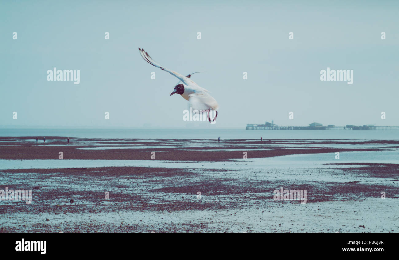 Foto di gabbiani nel cielo al di sopra di una spiaggia in Gran Bretagna Foto Stock