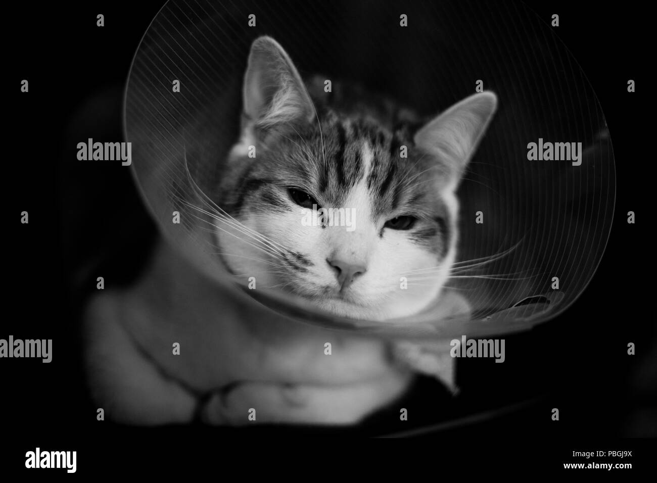 Closeup ritratto di zenzero tabby cat indossando un collare Elizabethan dopo una lotta Foto Stock