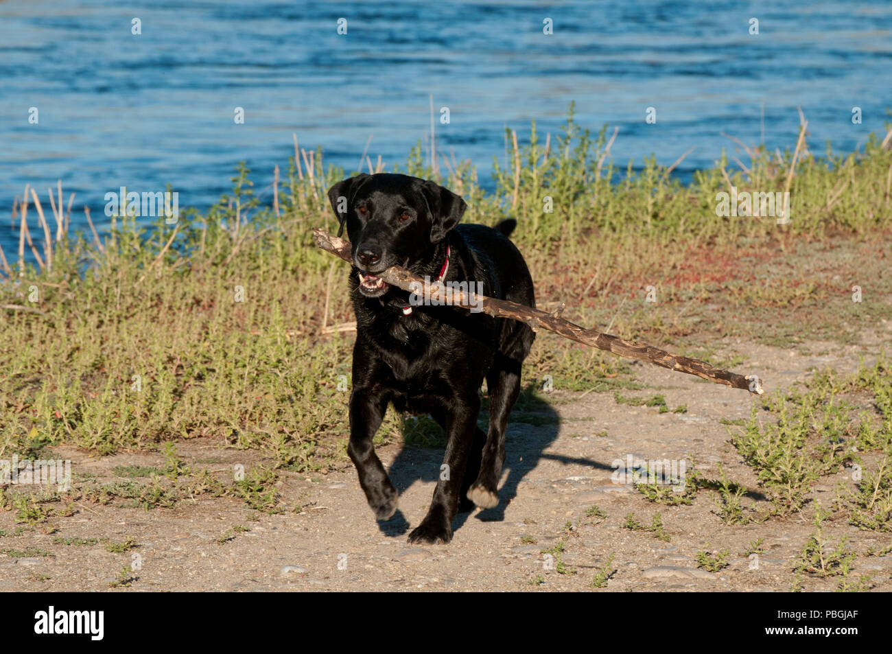 Nero Labrador retriever il recupero di un bastone di grandi dimensioni Foto Stock