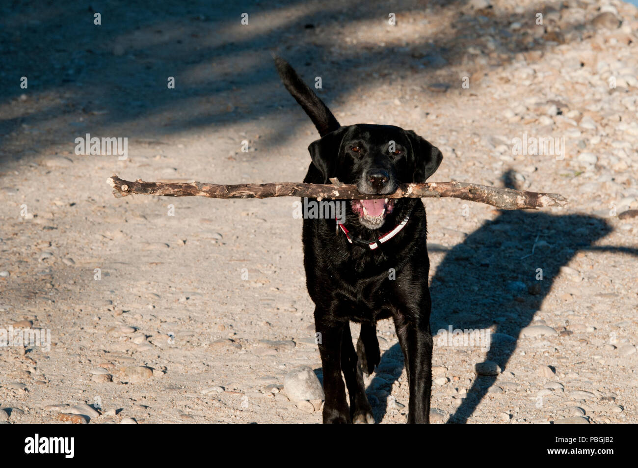 Nero Labrador retriever il recupero di un bastone di grandi dimensioni Foto Stock