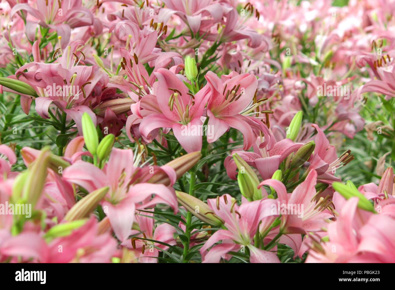 Pila di bellissimi gigli rosa fiore nel giardino del giglio Foto Stock