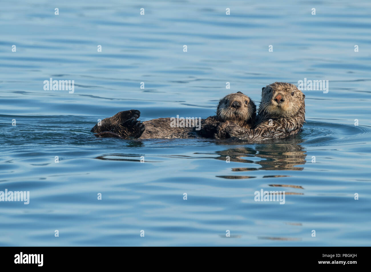 Alaskan Sea Otter, Kachemak Bay, Alaska Foto Stock