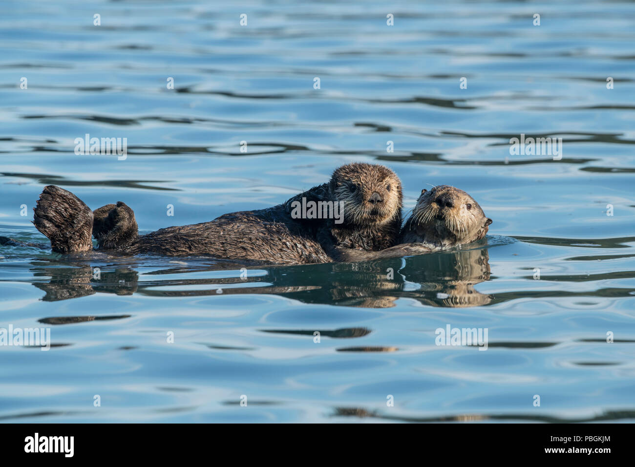 Alaskan Sea Otter, Kachemak Bay, Alaska Foto Stock