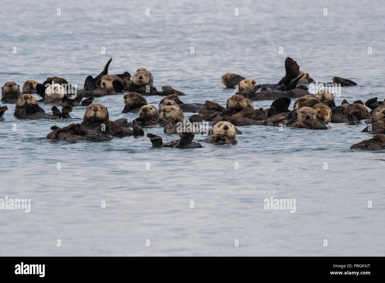 Alaskan Sea Otter, Kachemak Bay, Alaska Foto Stock