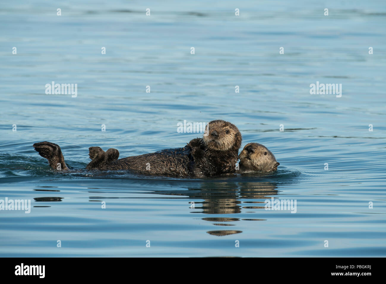 Alaskan Sea Otter, Kachemak Bay, Alaska Foto Stock