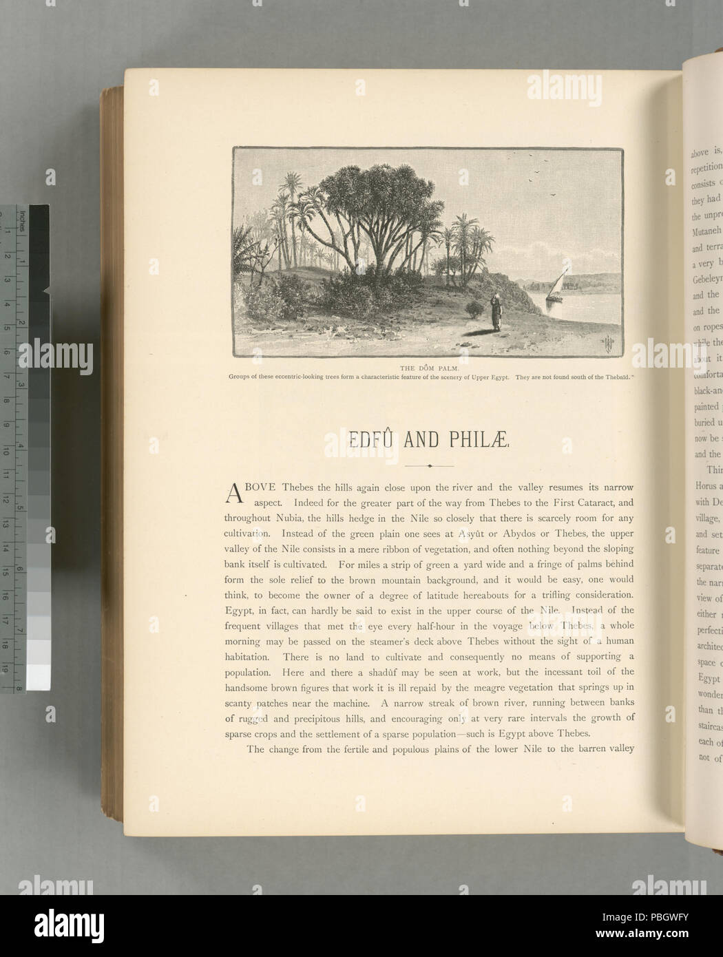 1630 Il Dôm palm. Gruppi di questi eccentrico-cercando di alberi formano una caratteristica del paesaggio dell'Alto Egitto. Essi non si trovano a sud del Thebaïd (NYPL b10607452-80854) Foto Stock