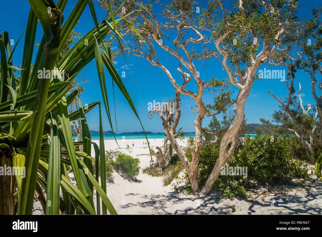 Whitehaven cielo Paradise Beach in Australia in estate Foto Stock