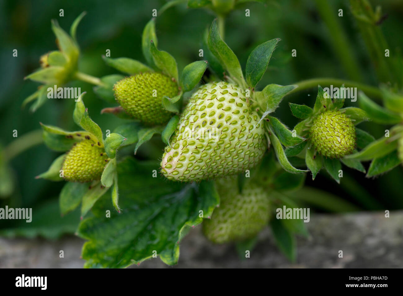 Verde, acerba frutta fragola, Fragaria x ananassa, accessorio aggregato frutta con achenes esterni, Berkshire, può Foto Stock