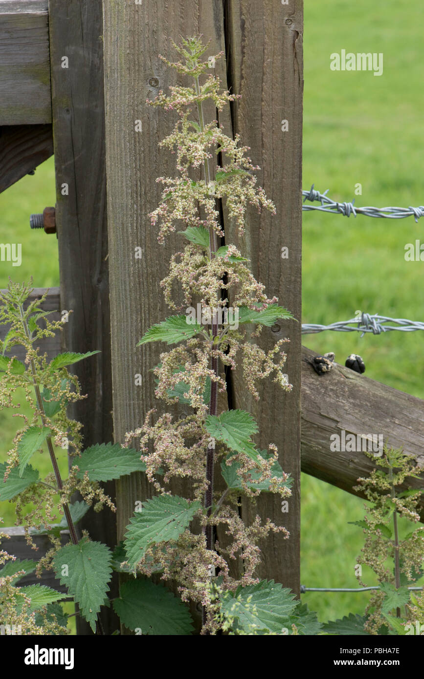 Fioritura ortica, Urtica dioica, contro un cancello post, Berkshire, può Foto Stock