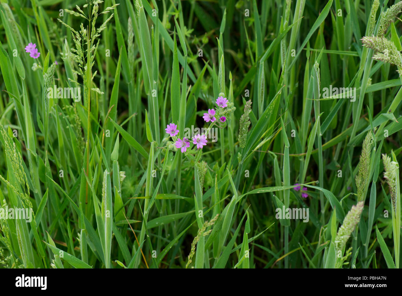 Colomba di piede di gru-bill, Geranium molle, fioritura di gerani rosa in erba lunga, Berkshire, può Foto Stock
